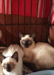 Our goal is to find loving homes for our animals and to. Adopt Aria And Grace On Hold On Petfinder Cat Adoption Feline Anatomy Help Homeless Pets