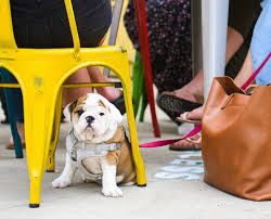 Hours may change under current circumstances 34 Dog Friendly Patios Restaurants And Breweries In Chicago