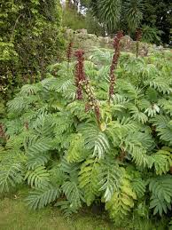 Image result for Melianthus major