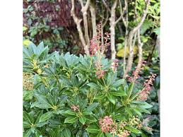 Image result for Pieris japonský debutante obrázek