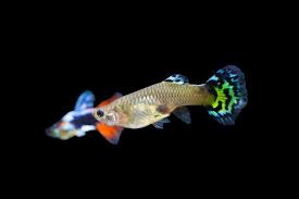 Cold Water Fish Species For Your Freshwater Aquarium Pet Fish Aquarium Fish Fish
