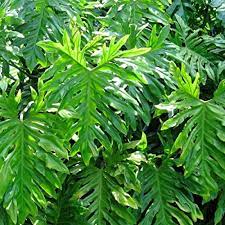 Change the water out once a week, and place this beauty in any surface throughout your home. Amazon Com Philodendron Selloum X Hybri Philodendron Hope 6 Starter Plants Garden Outdoor