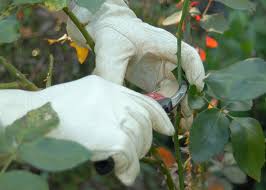 Generally, you should cut back your rose bushes at least once a year to keep it tidy and encourage new growth. Knock Out Roses Can Be Pruned Too