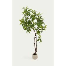 Image result for pachira obrázek