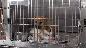 Our dogs are mostly in foster homes with a few at our partner. Emergency Fostering Needed At Fort Worth S Animal Shelter Wfaa Com