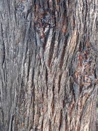 Image result for tree bark