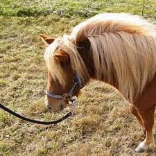 Soll Ich Mir Ein Pony Kaufen Ohne Es Zu Reiten Und Es Nur Dressieren Und So Pferderassen Eigenes Pferd