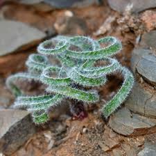 Image result for Gethyllis