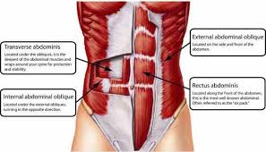 Superficial and deep anterior muscles of upper body The Massive Muscle Anatomy And Body Building Guide You Always Wanted Thehealthsite Com