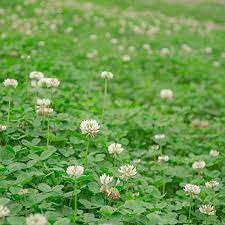 Amazon Com Outsidepride White Dutch Clover Seed Nitro Coated Inoculated 1 4 Lb Vegetable Plants Gard White Dutch Clover Clover Seed Lawn Alternatives