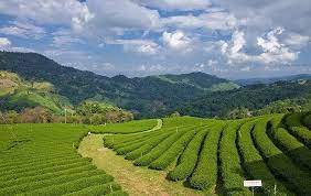 ไร ชา101 ดอยแม สลอง เช ยงราย ว ด ร สอร ท เม อง