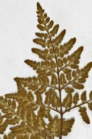 Image result for Cheilanthes inaequalis