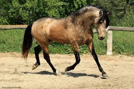 Both black and buckskin coats are found in the wild. Viral News Buckskin Rare Andalusian Horse Andalusian Gelding 4 Years 16 Hh Buckskin The Horse Has A Tan Or Gold Colored Coat With Black Points Mane Tail And Lower Legs