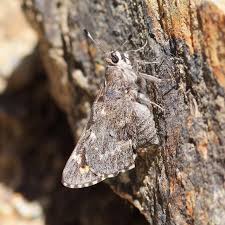 Image result for Anisopappus abercornensis