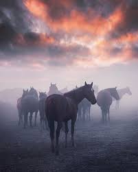 Thoroughbred pedigree for nice nature, progeny, and female family reports from the thoroughbred horse pedigree query. Birresimkaydet Saveanimage Barissenduran Resim Kaydet Save Image Picture Beautiful Nice Guzel Harika Won Horses Wild Horses Mustangs Mustang Horse
