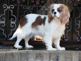 Castlekeep Cavalier King Charles Spaniel Dogs At Home Cavalier King Charles Dog Cavalier King Charles Spaniel King Charles Dog