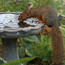 For example, a squirrel that lives by your yard might have found an acorn that it wants to bury somewhere. Morris Squirrel Takes Unusual Interest In Cardboard The Mercury News