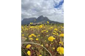 Image result for Eriocephalus ambiguus