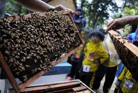 Penangkar Lebah Madu Kuningan Beromzet Jutaan Rupiah | Republika Online