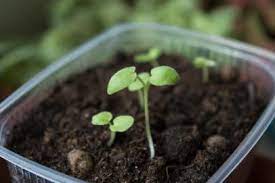 Check spelling or type a new query. How To Make Your Own Seed Starting Mix Hgtv