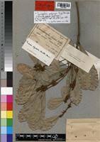 Image result for Synsepalum passargei