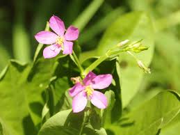 Image result for Talinum portulacifolium