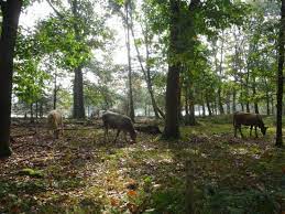 Zo ontstonden de leersumse plassen. Wandelroutes Leersumse Veld Aufnahme Von Leersumse Veld Tripadvisor