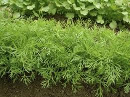 Getting Bushy Herb Plants How To Trim A Dill Plant Planting Herbs Herbs Growing Herbs