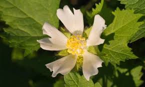 Image result for Malva verticillata