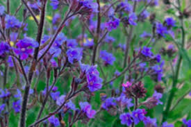 Image result for Anchusa