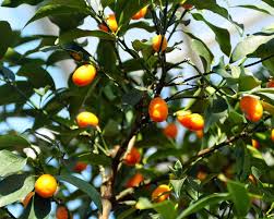 We did not find results for: What Is A Kumquat Tree Home Stratosphere