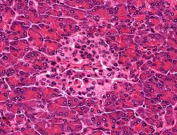 Islets of langerhans are seen in the pancreas. Pancreas Histology