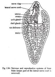 To identify the proteins present in all periods of infection with f. Study Notes On Fasciola Hepatica Platyhelminthes