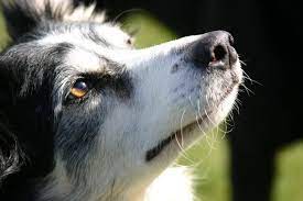 Why Do Dogs Have Whiskers Purpose Of Dog Whiskers Reader S Digest