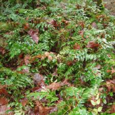 Image result for Maerua nervosa