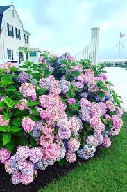 See 337 traveler reviews, 270 candid photos, and great deals for blue water resort, ranked #8 of 21 hotels in cape cod and rated 4 of 5 at tripadvisor. Cape Cod Hydrangeas Pretty Landscapes Hydrangea Flower Power