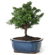 Order banyan tree bonsai for home. Hemlock Bonsai