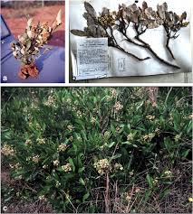 Image result for Parinari capensis