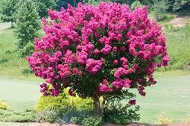 Dark pink flowers on tree. 10 Popular Flowering Trees Lovetoknow