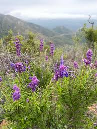 Image result for Cyanotis lanata