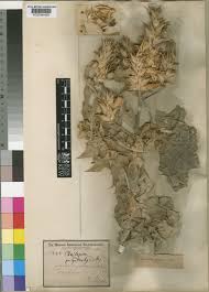 Image result for Acanthus polystachyus