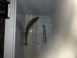 越冬キス1匹 千葉 太東 片貝 投げ釣り メバル 陸っぱり 釣り 魚釣り 釣果情報サイト カンパリ