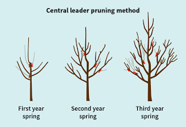 Image result for pruning plum trees