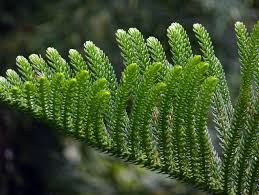 Image result for Araucariaceae