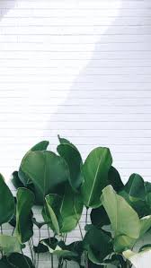 Multiple sizes available for all screen sizes. Pinterest Leaves Wallpaper Iphone Minimalist Wallpaper Plant Wallpaper