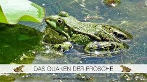 In erster linie tragen die männlichen tiere zu dieser geräuschkulisse bei, denn sie sind es, die so laut und lange rufen. Das Quaken Der Frosche Youtube