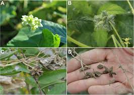 Image result for Sicyos