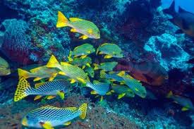 Underwater Landscape With Sweetlips Fishes Tropical Fish Fish Aquarium Fish