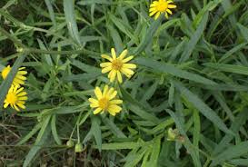 Image result for Senecio madagascariensis