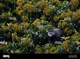 Image result for Harungana madagascariensis